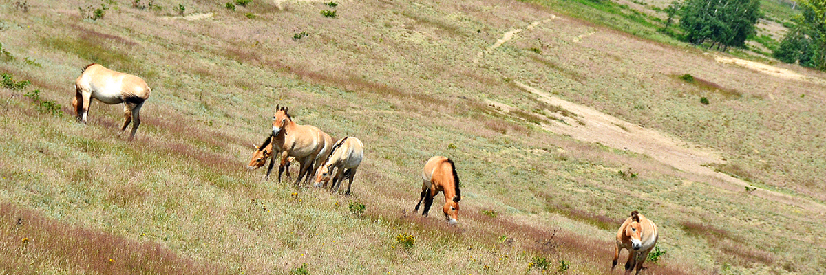 Klulturlandschaft mit Wildpferden Klulturlandschaft mit Wildpferden