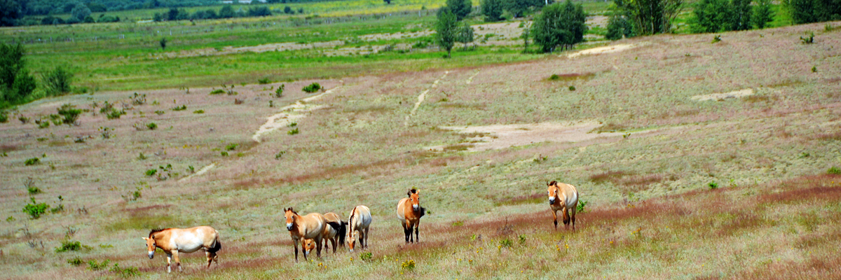 Pferde in der Heidelandschaft