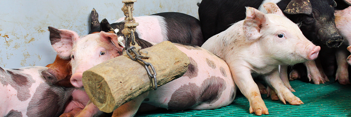 Tierhaltung Schweine Tierhaltung Schweine