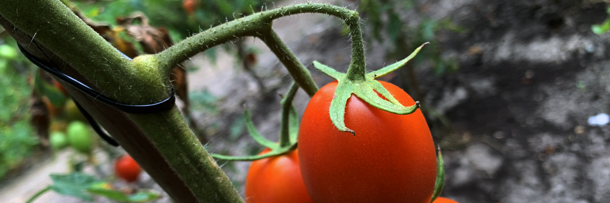 Tomatenanbau